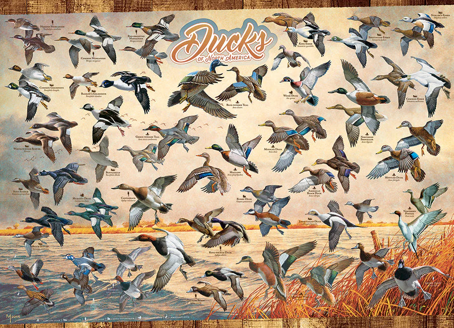 Ducks of North America | 1000 Piece - Image 2
