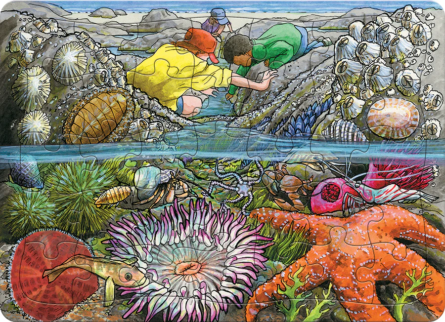 Exploring the Seashore (tray) | 35 Piece Tray