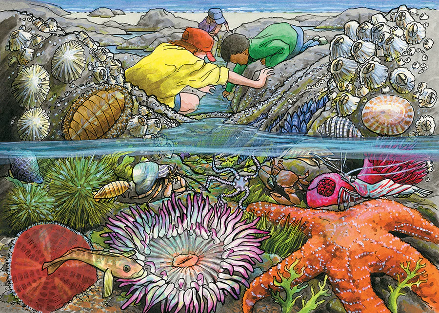Exploring the Seashore (tray) | 35 Piece Tray - Image 4