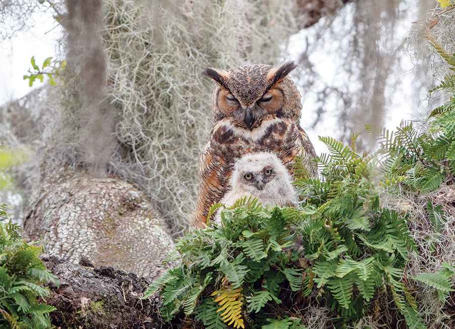 Great Horned Owl | 1000 Piece - Image 2