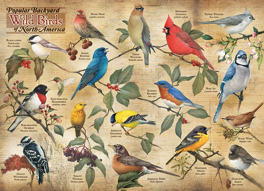 Popular Backyard Wild Birds of North America | 1000 Piece - Image 2