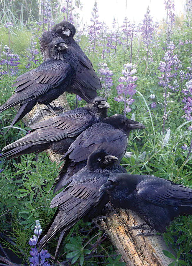 Raven Rendezvous | 1000 Piece - Image 2