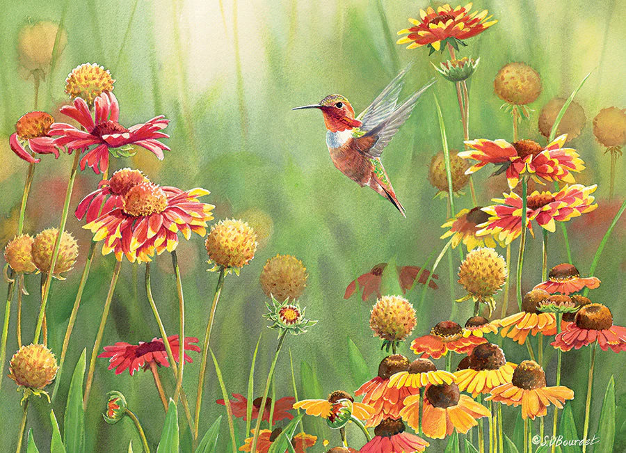 Rufous Hummingbird | 500 Piece - Image 2